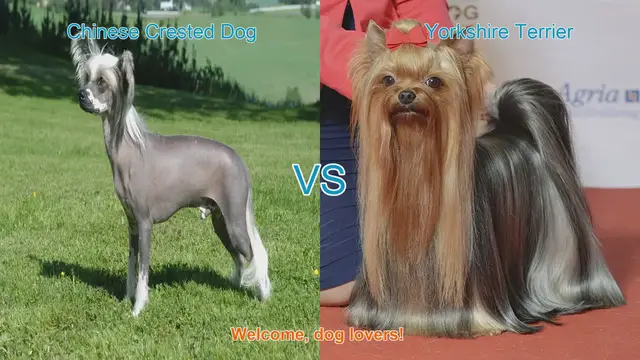 Video thumbnail for Chinese Crested vs. Yorkshire Terrier: A Comprehensive Comparison
