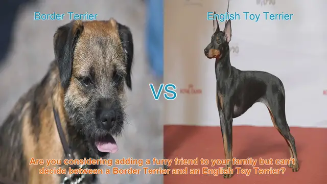Video thumbnail for Border Terrier vs. English Toy Terrier: A Comparison Guide