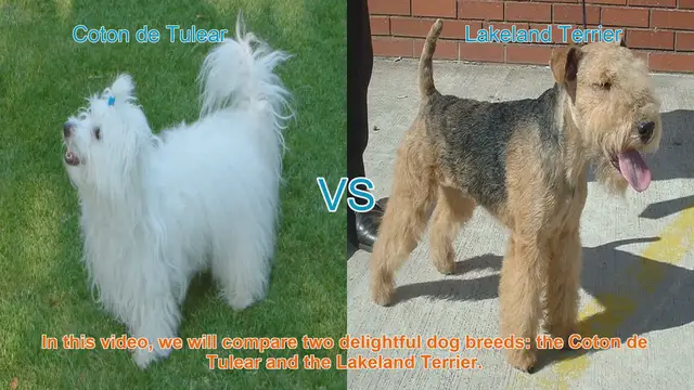 Video thumbnail for Coton de Tulear vs. Lakeland Terrier: A Comprehensive Breed Comparison