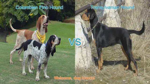 Video thumbnail for Colombian Fino Hound vs. Transylvanian Hound: A Unique Breed Comparison