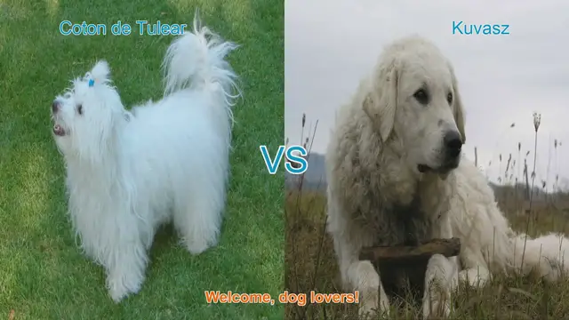 Video thumbnail for Coton de Tulear vs. Kuvasz: A Comparison of Long-Haired Dog Breeds