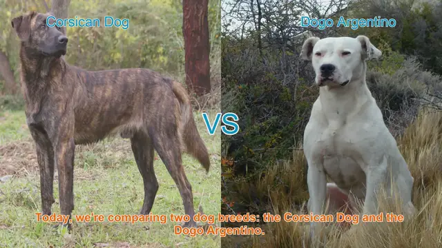 Video thumbnail for Corsican Dog vs. Dogo Argentino: A Comprehensive Comparison