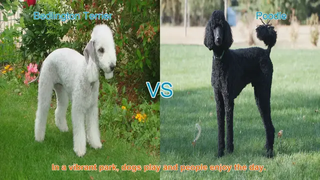 Video thumbnail for Bedlington Terrier vs. Poodle: A Comprehensive Breed Comparison