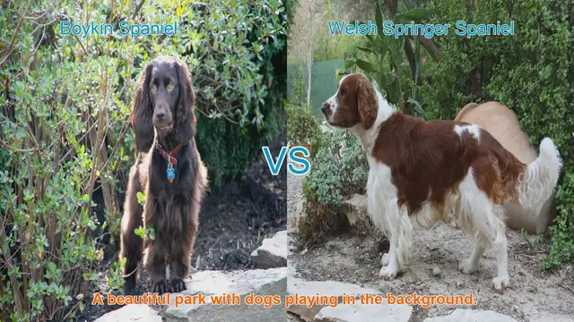 Video thumbnail for Boykin Spaniel vs. Welsh Springer Spaniel: A Comprehensive Comparison