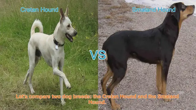 Video thumbnail for Cretan Hound vs. Smaland Hound: A Comprehensive Comparison