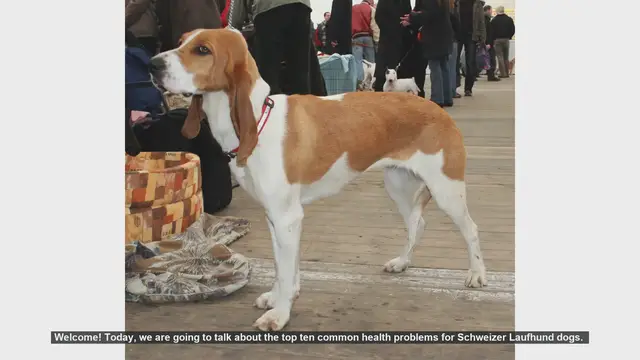 Video thumbnail for Top 10 Common Health Problems in Schweizer Laufhund Dogs