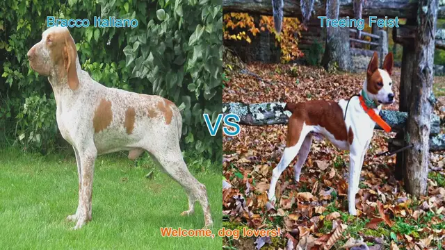 Video thumbnail for Bracco Italiano vs. Treeing Feist: A Comparison of Two Dog Breeds