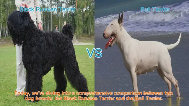 Video thumbnail for Black Russian Terrier vs. Bull Terrier: A Comprehensive Breed Comparison