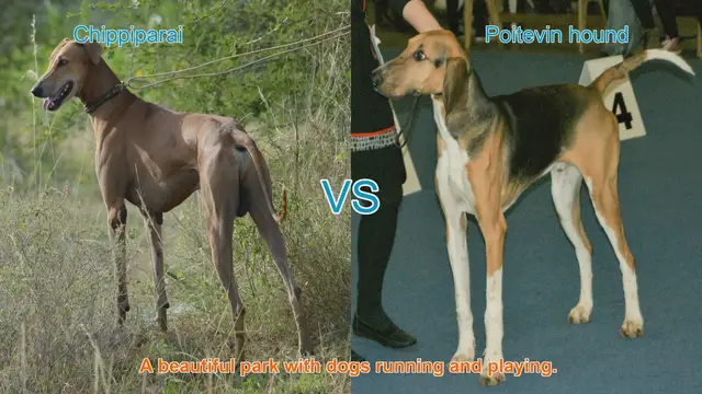 Video thumbnail for Chippiparai vs. Poitevin Hound: A Breed Comparison Guide