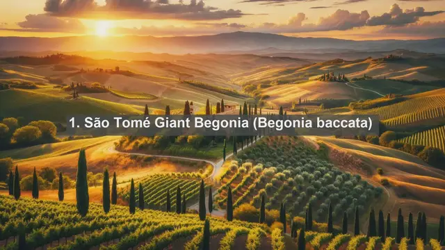 Video thumbnail for Unveiling São Tomé and Príncipe's Natural Jewels: Top 10 Native Plants Revealed!