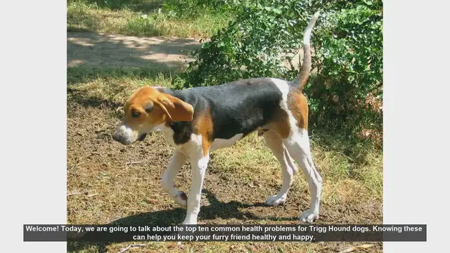 Video thumbnail for Top 10 Common Health Problems in Trigg Hound Dogs