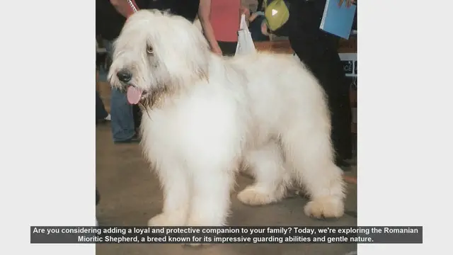Video thumbnail for Meet the Romanian Mioritic Shepherd: Loyal Guardian and Gentle Giant
