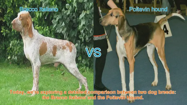 Video thumbnail for Bracco Italiano vs. Poitevin Hound: A Detailed Breed Comparison