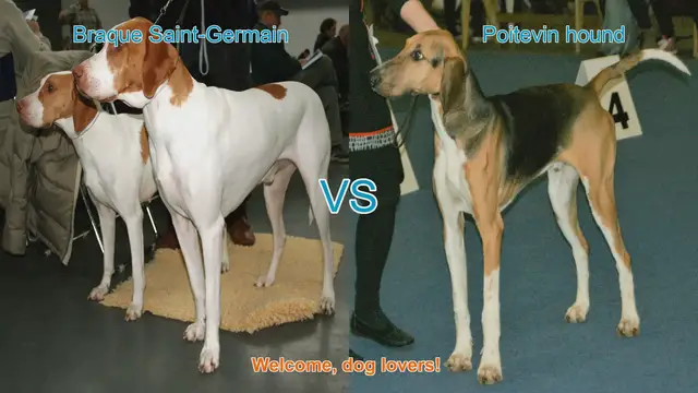 Video thumbnail for Braque Saint-Germain vs. Poitevin Hound: A Comprehensive Comparison