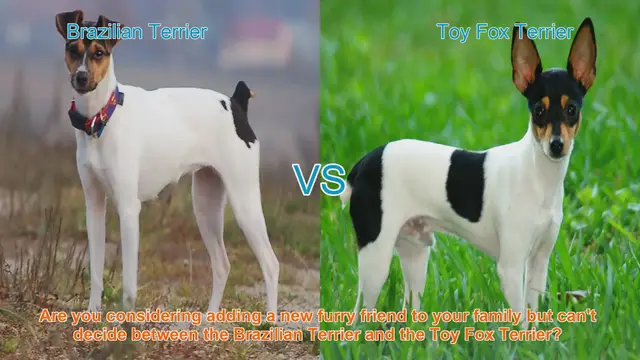 Video thumbnail for Brazilian Terrier vs. Toy Fox Terrier: A Comparison of Lively Breeds
