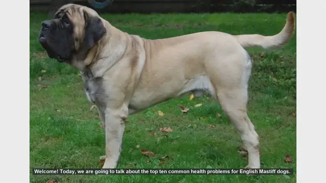 Video thumbnail for Top 10 Common Health Problems in English Mastiff Dogs