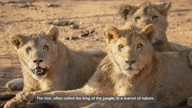 Video thumbnail for 10 Surprising Facts About Lion Skeletons