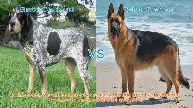 Video thumbnail for Bluetick Coonhound vs. German Shepherd: Breed Comparison