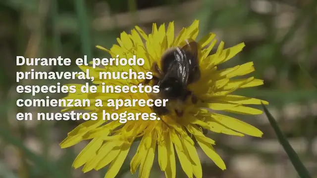 Video thumbnail for Adiós insectos dentro de casa con estos trucos: nadie lo sabía