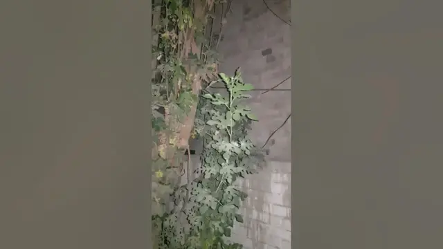 Video thumbnail for Sharapit ped #shorts#youtube shorts