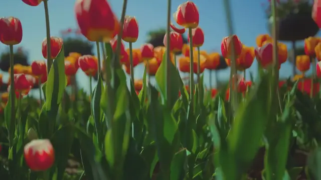 Video thumbnail for Blossom Your Garden Top Flowers for Cutting