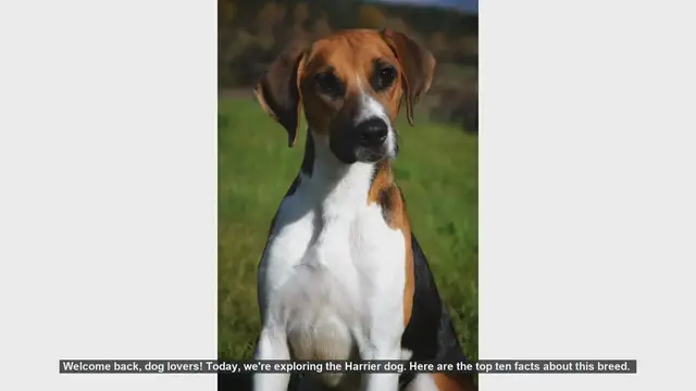 Video thumbnail for Top 10 Facts About the Harrier Dog Breed
