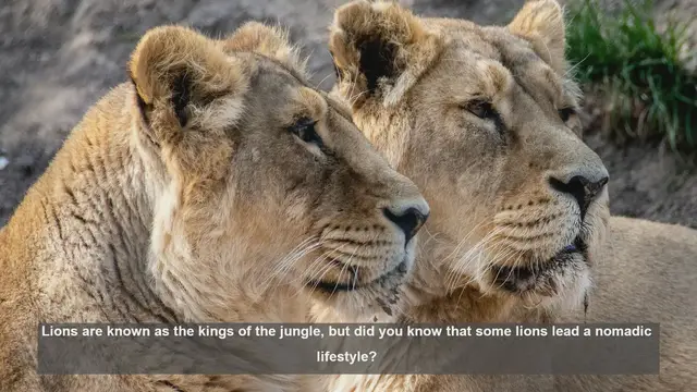 Video thumbnail for 10 Unique Traits of Nomadic Lions: Solo Survivors of the Savanna