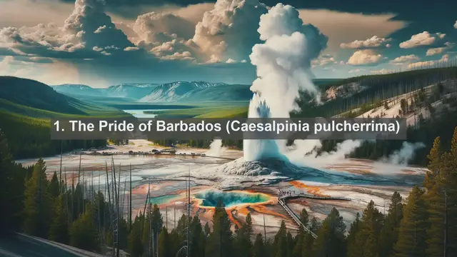 Video thumbnail for Unveiling Barbados' Botanical Beauties: Top 10 Native Plants