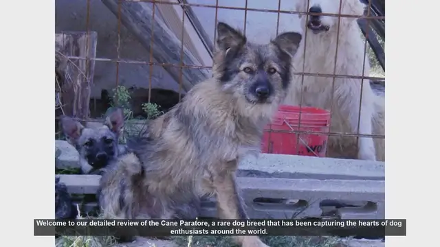 Video thumbnail for Cane Paratore: The Loyal and Versatile Italian Shepherd Dog
