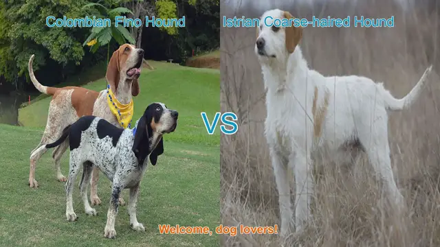 Video thumbnail for Comparing Colombian Fino Hound and Istrian Coarse-haired Hound: A Comprehensive Guide