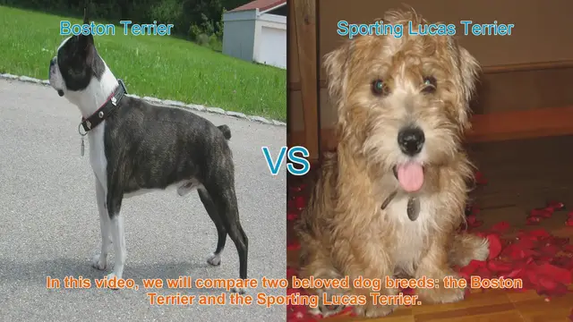 Video thumbnail for Boston Terrier vs. Sporting Lucas Terrier: A Comparison of Beloved Dog Breeds