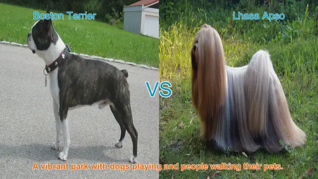 Video thumbnail for Boston Terrier vs. Lhasa Apso: A Comparison of Beloved Dog Breeds