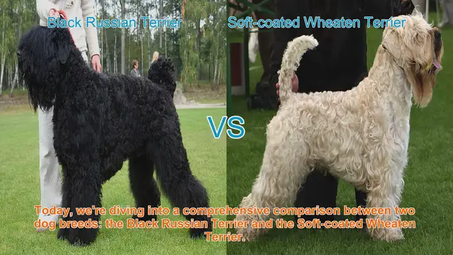 Video thumbnail for Dog Breed Comparison: Black Russian Terrier vs. Soft-coated Wheaten Terrier