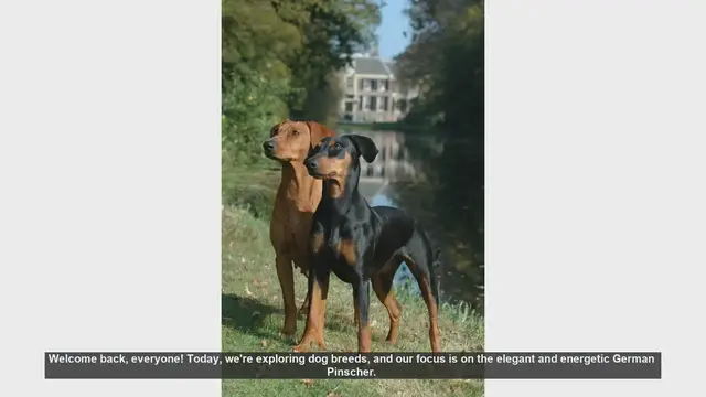 Video thumbnail for German Pinscher: Pros and Cons of This Energetic Breed