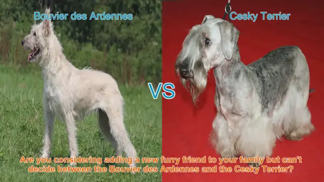 Video thumbnail for Bouvier des Ardennes VS Cesky Terrier