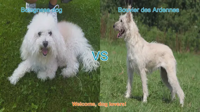 Video thumbnail for Bolognese Dog vs. Bouvier des Ardennes: A Comparison of Two Unique Breeds