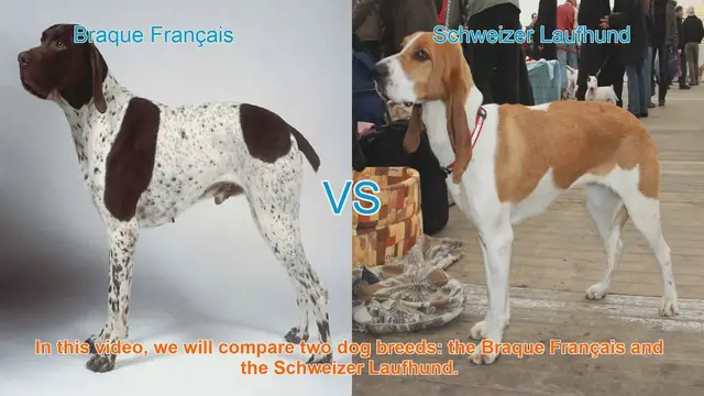 Video thumbnail for Braque Français vs. Schweizer Laufhund: A Comprehensive Comparison