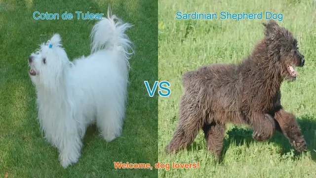 Video thumbnail for Comparing Coton de Tulear and Sardinian Shepherd Dog: Origins, Appearances, and Temperament