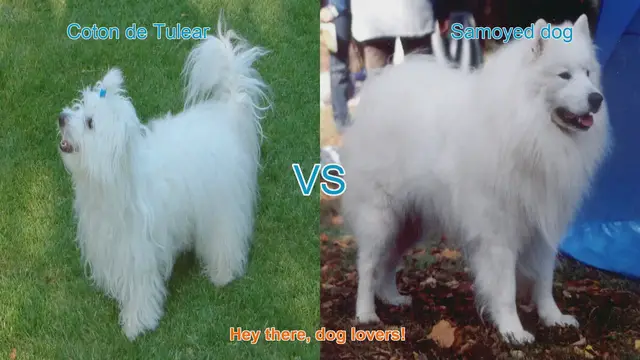 Video thumbnail for Coton de Tulear vs. Samoyed: A Comparison of Two Beautiful Long-Haired Dog Breeds