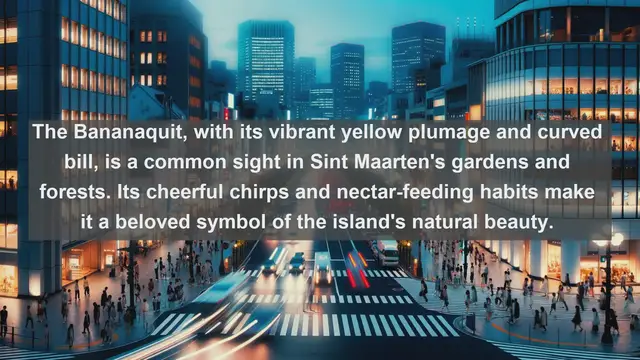 Video thumbnail for Top 10 native birds in Sint Maarten