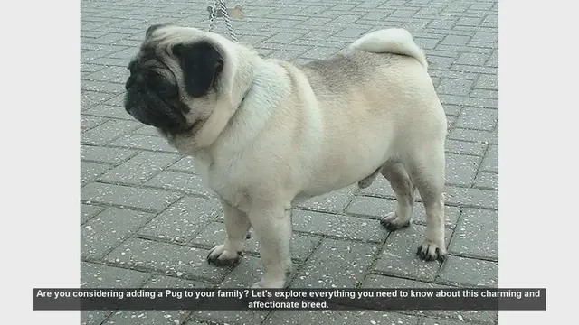 Video thumbnail for Everything You Need to Know About Pugs: The Perfect Family Pet
