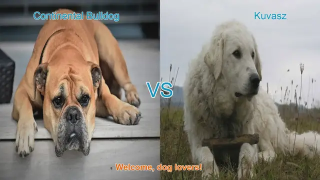 Video thumbnail for Dog Breed Comparison: Continental Bulldog vs. Kuvasz