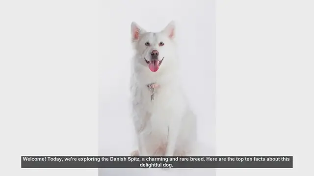 Video thumbnail for Top 10 Fascinating Facts About the Danish Spitz