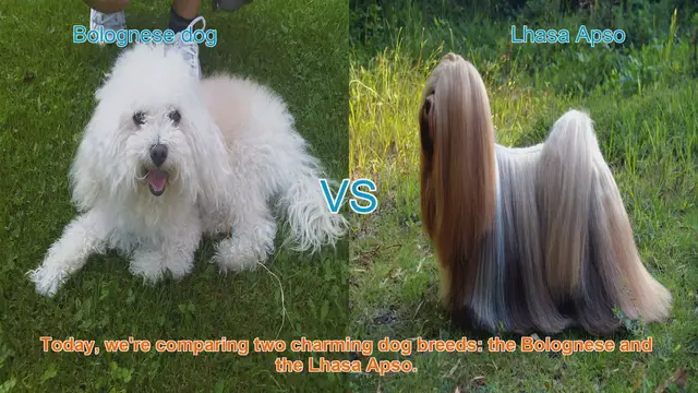 Video thumbnail for Bolognese vs. Lhasa Apso: A Comparison of Charming Dog Breeds