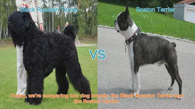 Video thumbnail for Black Russian Terrier vs. Boston Terrier: Breed Comparison