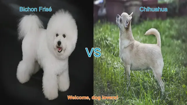 Video thumbnail for Bichon Frisé vs. Chihuahua: A Comprehensive Comparison