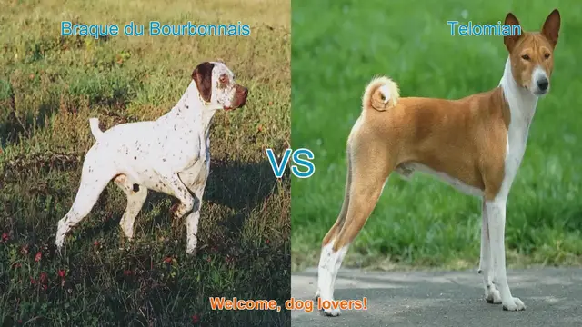 Video thumbnail for Braque du Bourbonnais vs. Telomian: A Comparison of Unique Dog Breeds