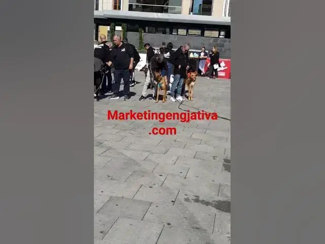 'Video thumbnail for Patrulla canina de la policía de gandia k9 ejercios'