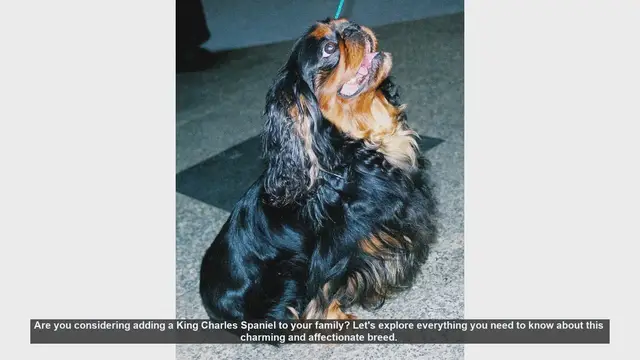 Video thumbnail for King Charles Spaniel: The Perfect Family Companion