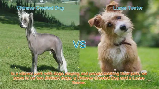 Video thumbnail for Chinese Crested Dog vs. Lucas Terrier: A Comparison Guide